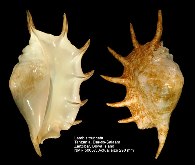 Lambis truncata (5).jpg - Lambis truncata ([Lightfoot],1786)